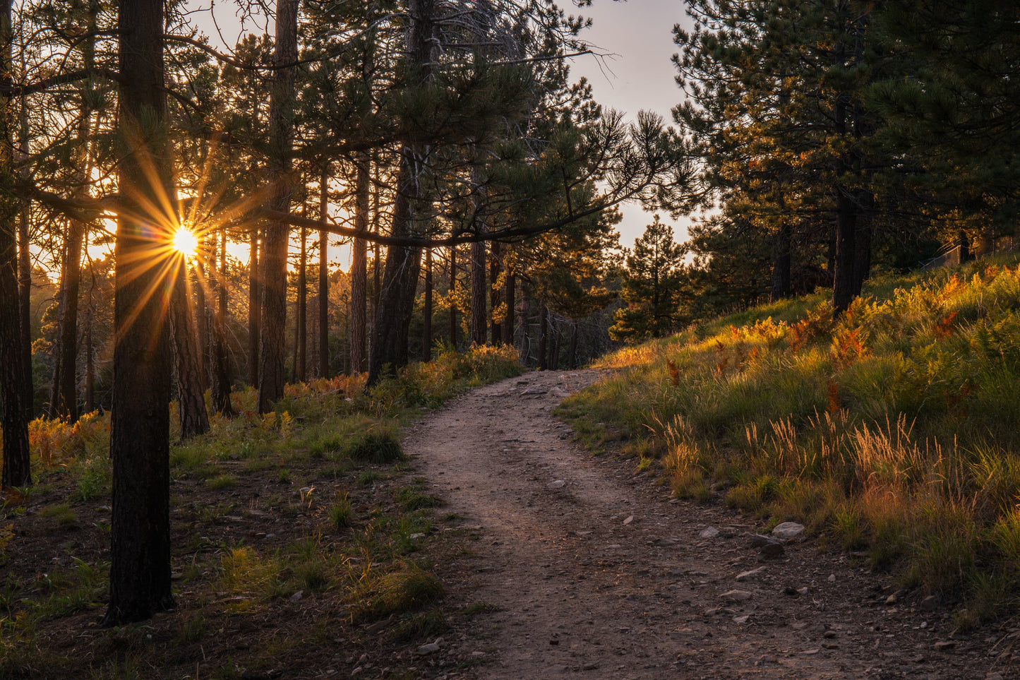 Sunset in the Ponderosa Pines