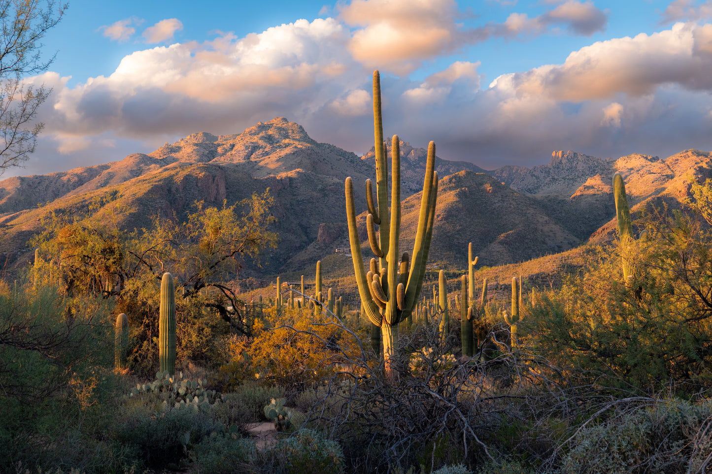 Sabino Canyon Saguaro