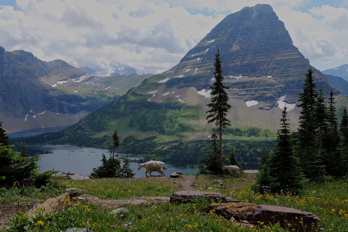 Glacier National Park Goats