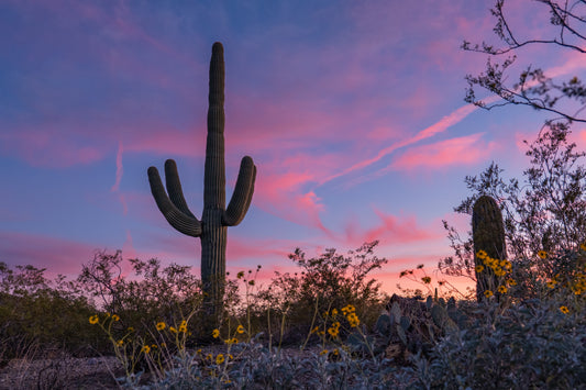 Saguaro National Park Sunset