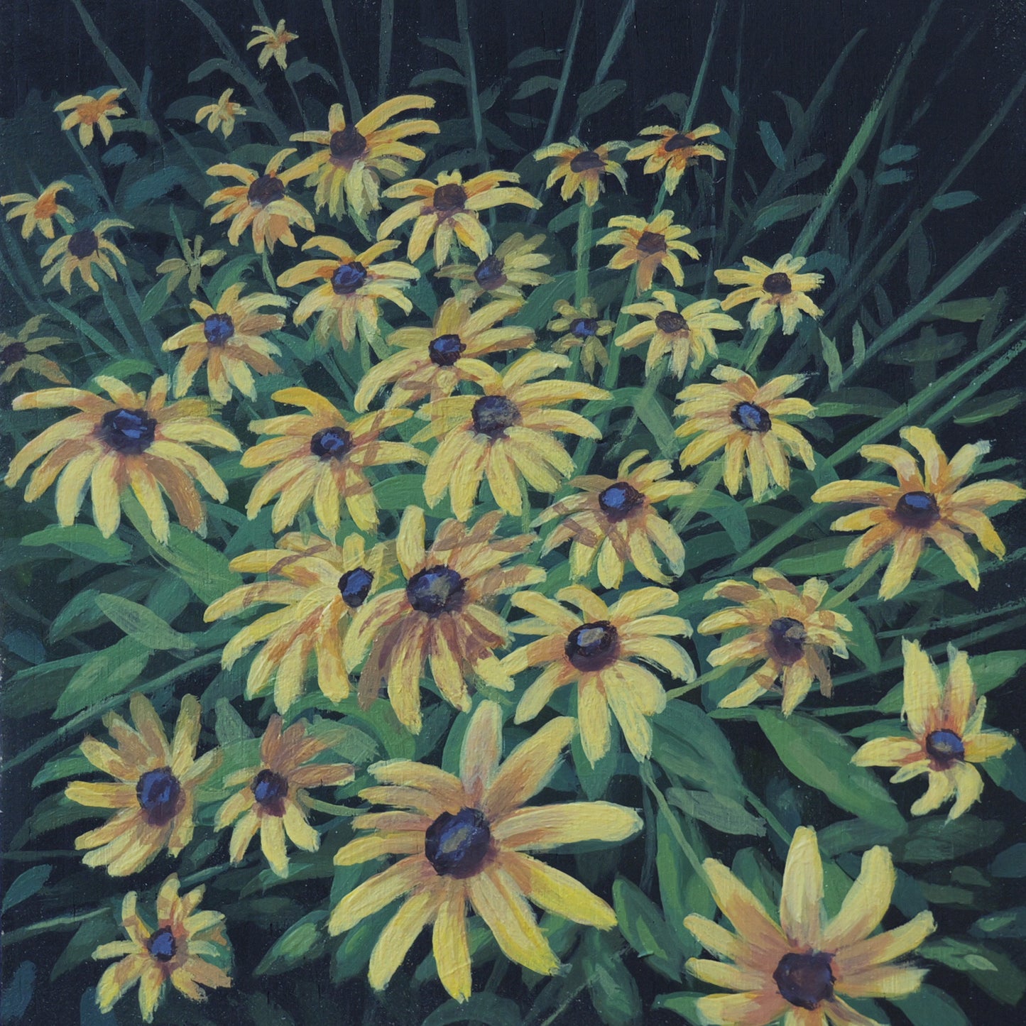 Day 12 Back Eyed Susans