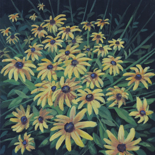 Day 12 Back Eyed Susans