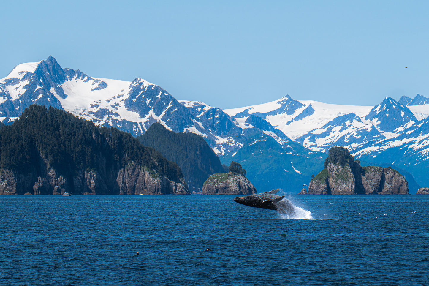 Humpback Breach in Kenai Alaska